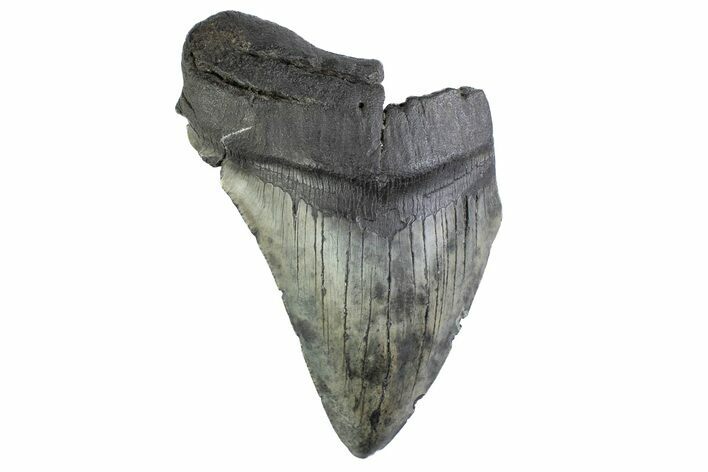 Partial Fossil Megalodon Tooth - South Carolina #374909